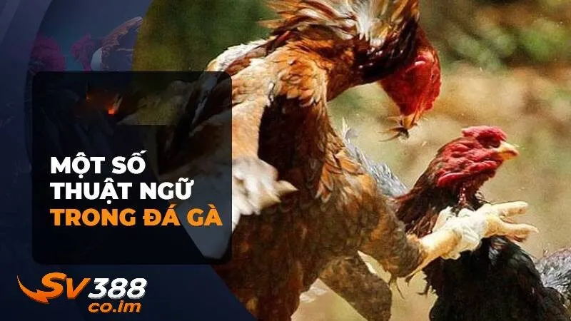 cac thuat ngu da ga lien quan den tran dau Các thuật ngữ đá gà liên quan đến trận đấu