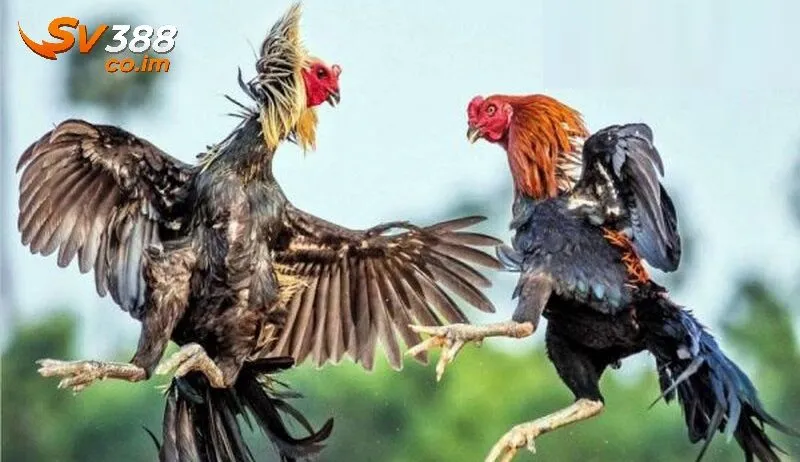 Giải thích chi tiết tỷ lệ cược tại sv388