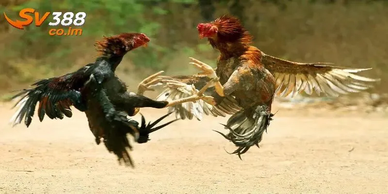 Giới thiệu tổng quan về đá gà cựa dao tại sv388