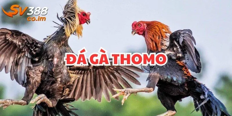 gioi thieu ve da ga thomo tai sv388 Giới thiệu về đá gà thomo tại sv388