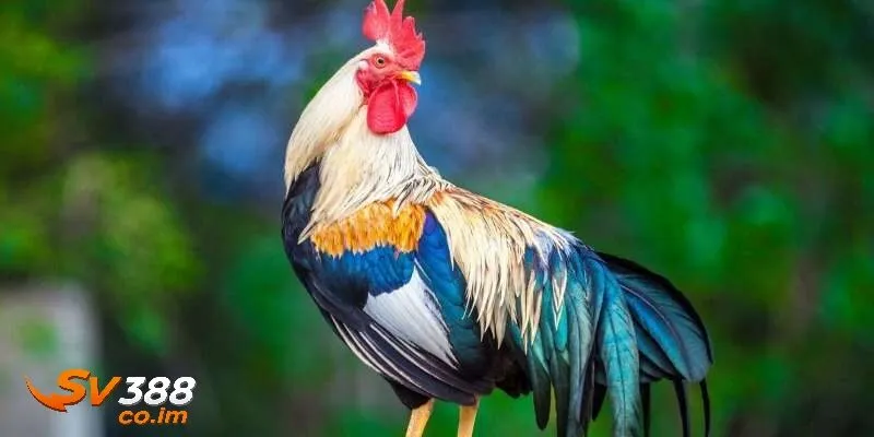 Giới thiệu sv388 và tầm quan trọng của xem màu gà