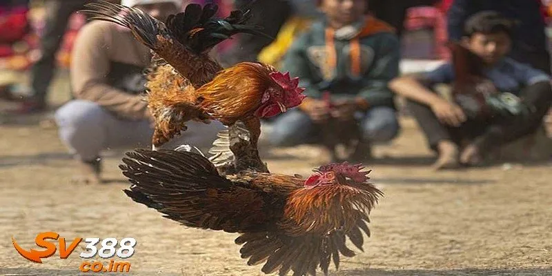 Hướng dẫn xem màu gà trực tiếp tại sv388