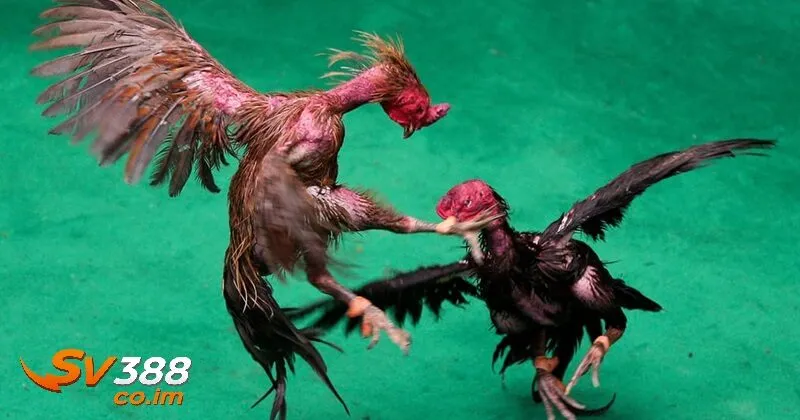 Kinh nghiệm phá giải thế đá gà chọi từ sư kê sv388