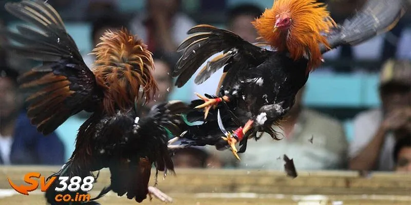 kinh nghiem soi keo da ga thomo chuan xac va hieu qua Kinh nghiệm soi kèo đá gà thomo chuẩn xác và hiệu quả