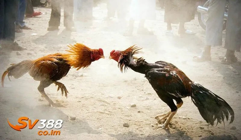 kinh nghiem tham gia da ga sv388 hieu qua Kinh nghiệm đá gà sv388 hiệu quả