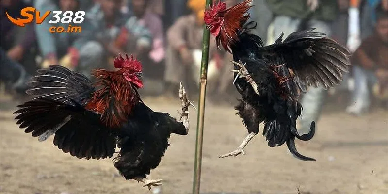 Luật chơi và quy tắc cá cược đá gà thomo tại sv388