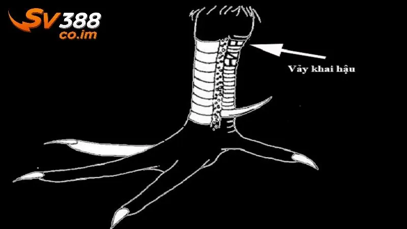 phan tich chi tiet y nghia cua tung loai vay ga Phân tích chi tiết ỹ nghĩa của từng loại vảy gà