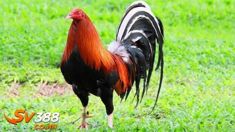 tai sao giong ga da hay la yeu to quyet dinh tai sv388 Tại sao giống gà đá hay là yếu tố quyết định tại sv388