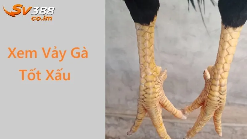 tam quan trong cua xem vay ga tot xau tai sv388 Tầm quan trọng của xem vảy gà tốt xấu tại sv388