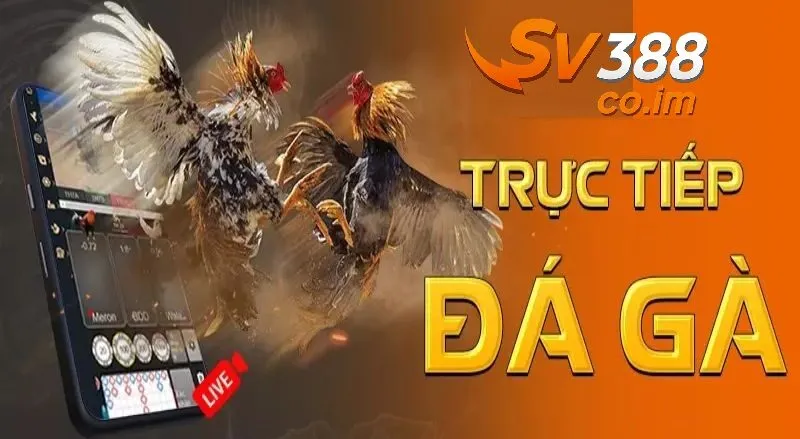 Tôi có thể xem đá gà trực tiếp trên điện thoại không?