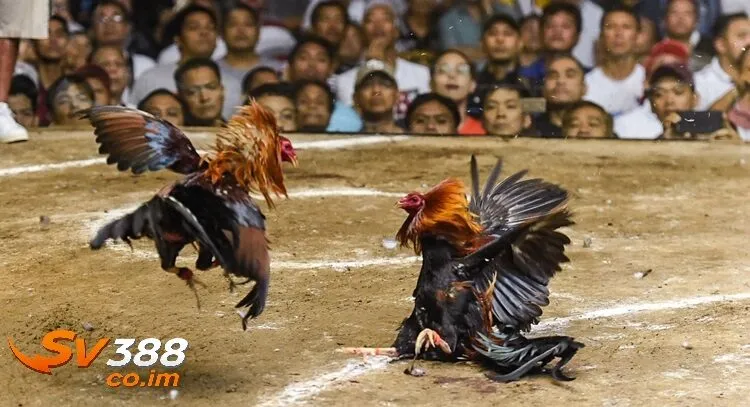 vi sao nen chon sv388 de tham gia da ga Vì sao nên chọn sv388 để tham gia đá gà