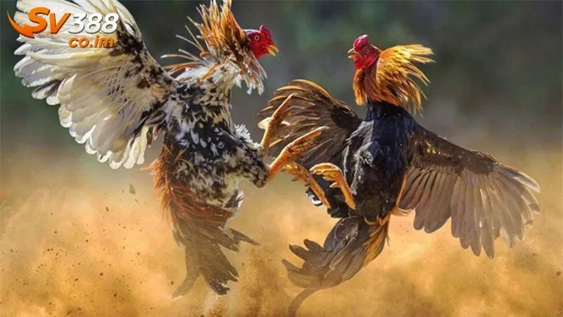 Bí Quyết Đọc Vị Chiến Kê SV388 | Nhanh Chuẩn Trong 30 Giây