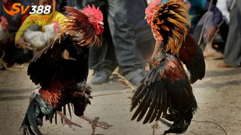 bi quyet doc vi chien ke 2 Công thức an toàn đọc vị chiến kê trước khi đặt cược tại SV388