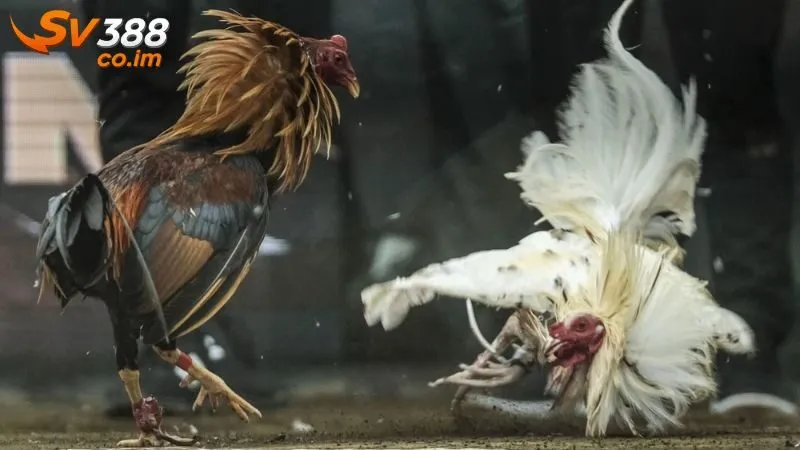 Chiến thuật đặt cược khi phát hiện dấu hiệu gà bài