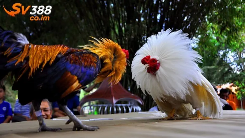 Cách nhận diện gà bài tại sv388